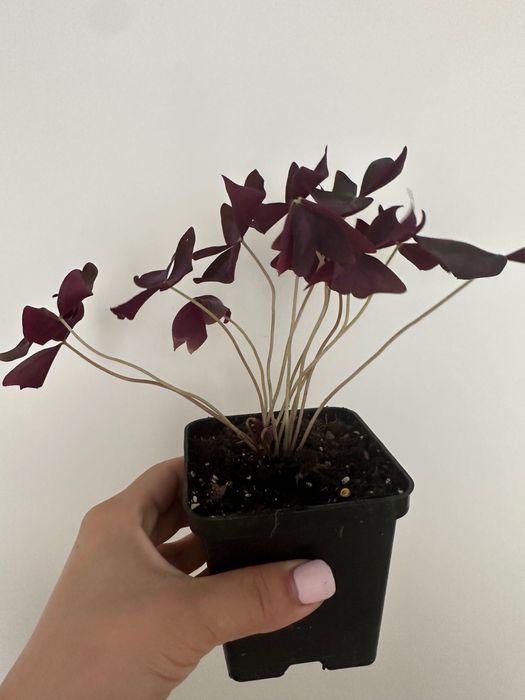 Каладіуми, тіландсії,