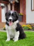Border Collie Piękny piesek