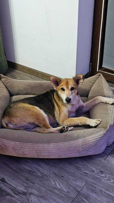 Symptyczna sunia szuka domku