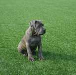 Pies 4-miesięczny Cane Corso ZKwP FCI
