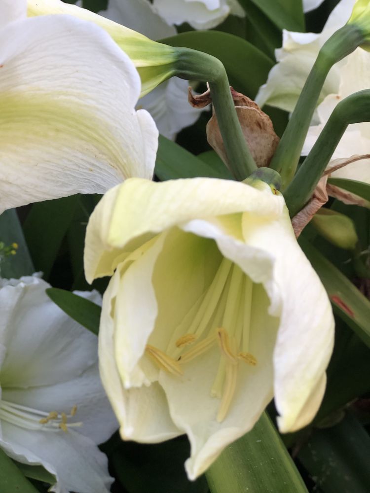 Planta Amarilis branca vaso grande e a dar flor