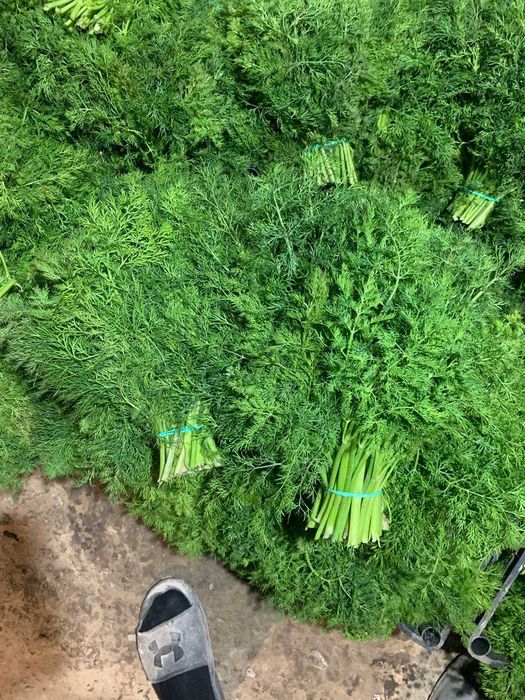 Свежая зелень - Укроп Петрушка оптом; Сушенный Базилик.