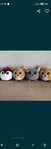 Peluches de coleção pingo doce, novos