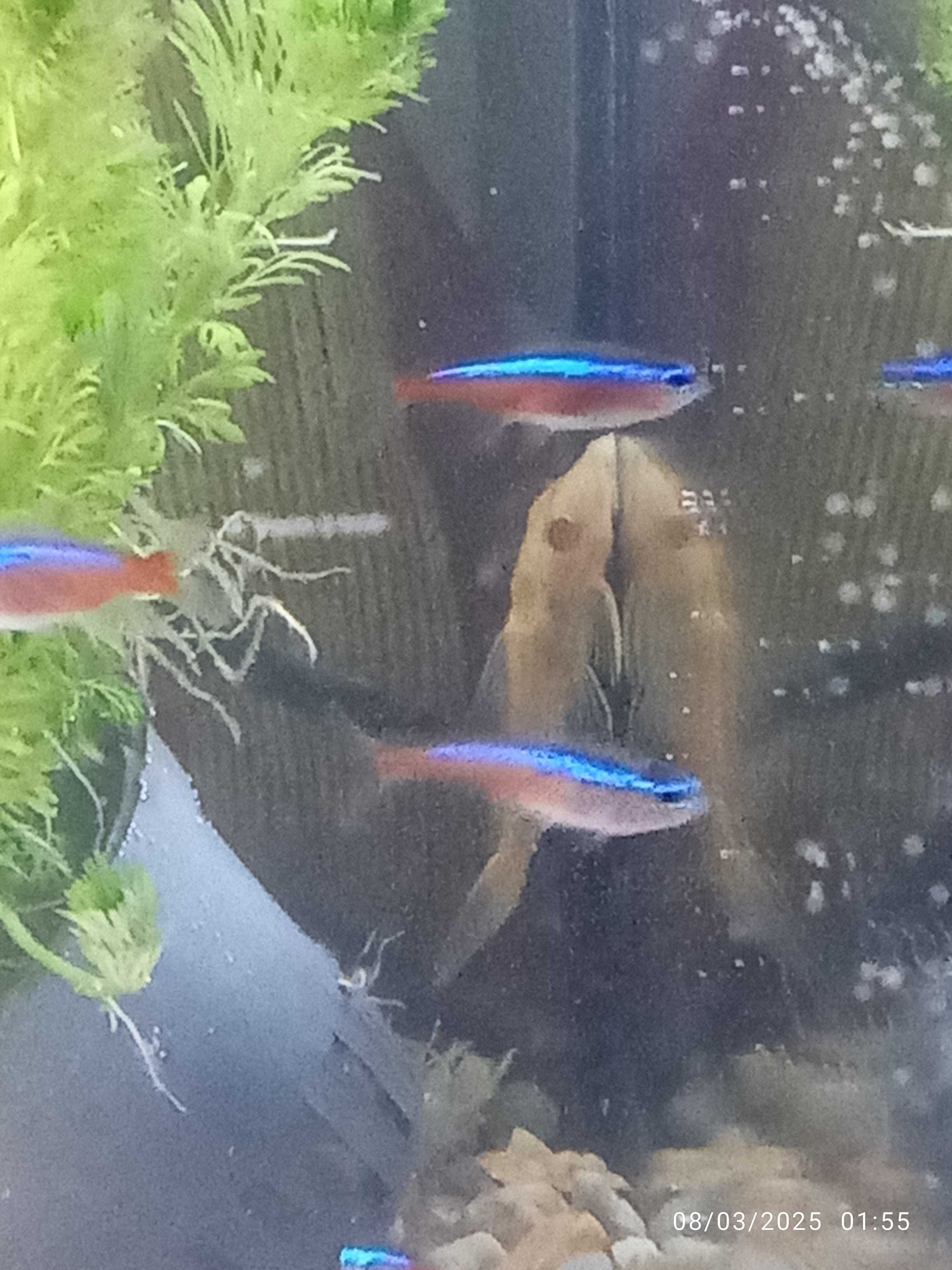 Peixe treta neons