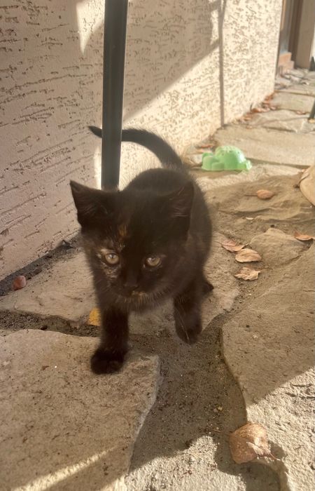 Kotek za darmo do oddania w dobre ręce