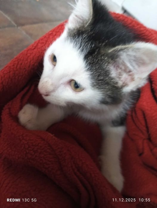 3 kociaki do oddania za darmo