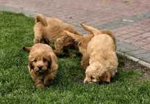 Goldendoodle piesek