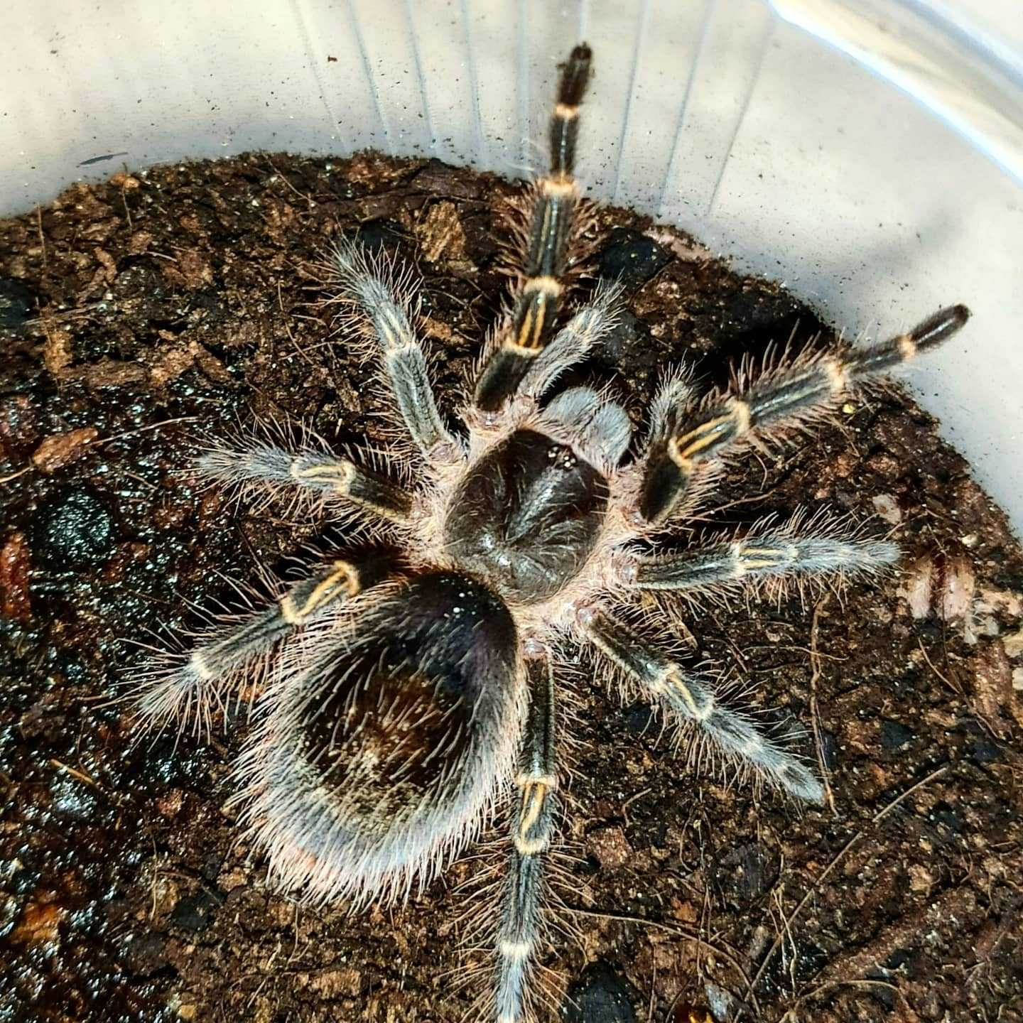 Паук птицеед для новичка Grammostola aureostriata (pulchripes)