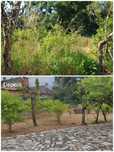 Jardinagem e Limpeza de terrenos