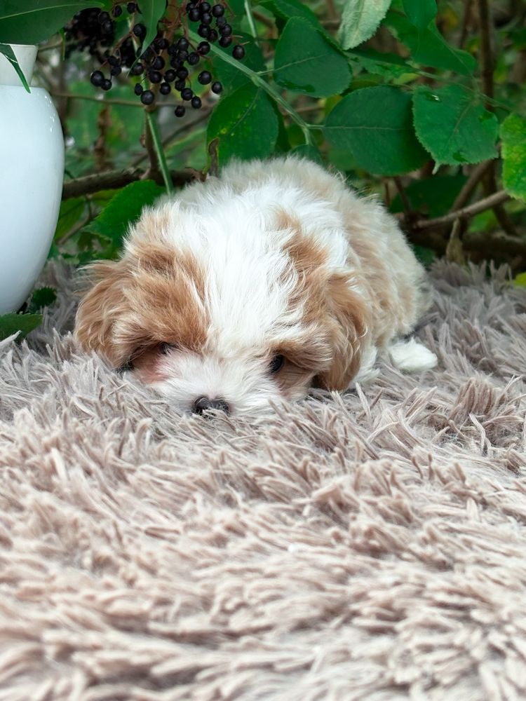 Mini Maltipoo bardzo inteligentna suczka po szkoleniu