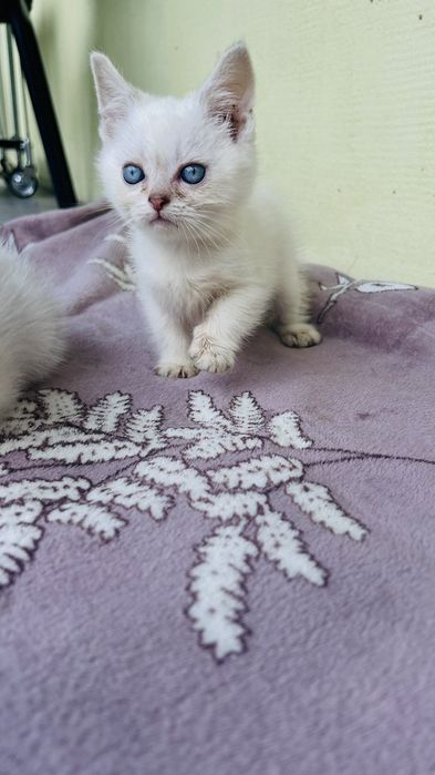 Британські кошенята