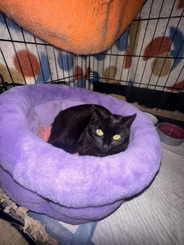 Koteczka do adopcji