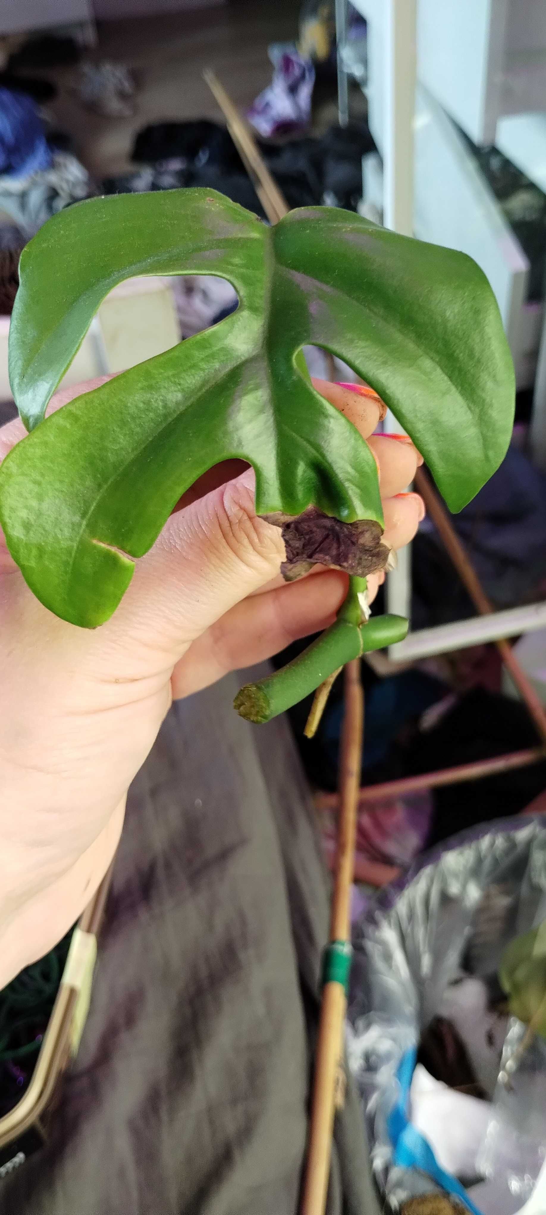raphidophora tetrasperma/monstera piccolo/minima
