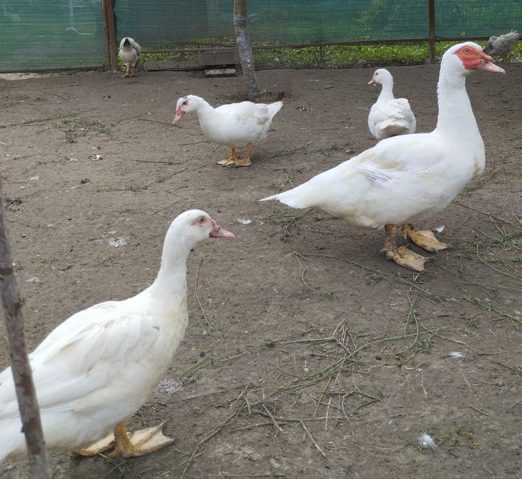 Індокачки ( шипуни)