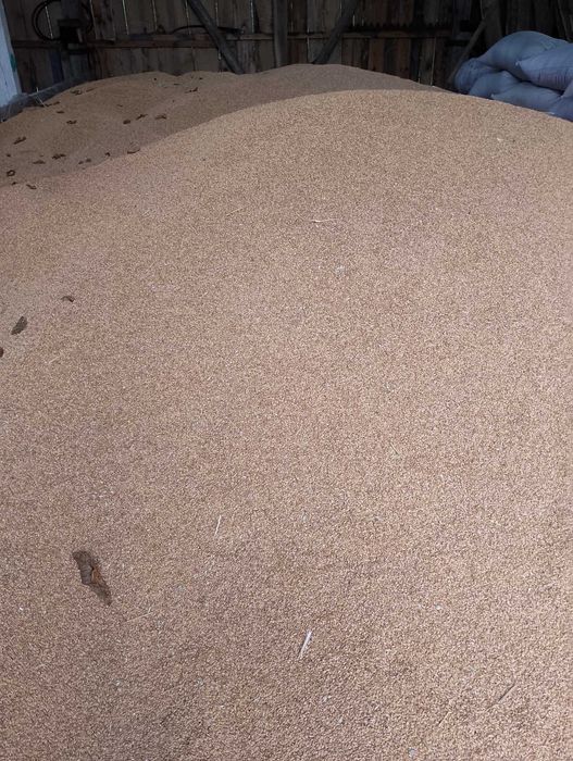 Продам пшеницю . Урожай 2025 року .