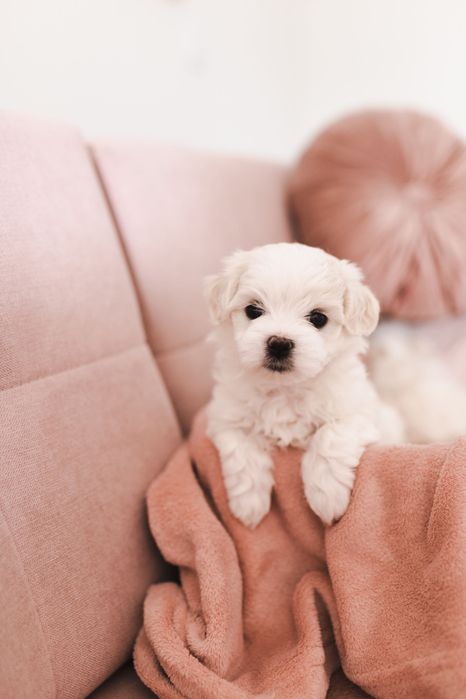 Maltańczyk z rodowodem i chipem / Rezerwacja