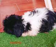 Shih-tzu macho black & white