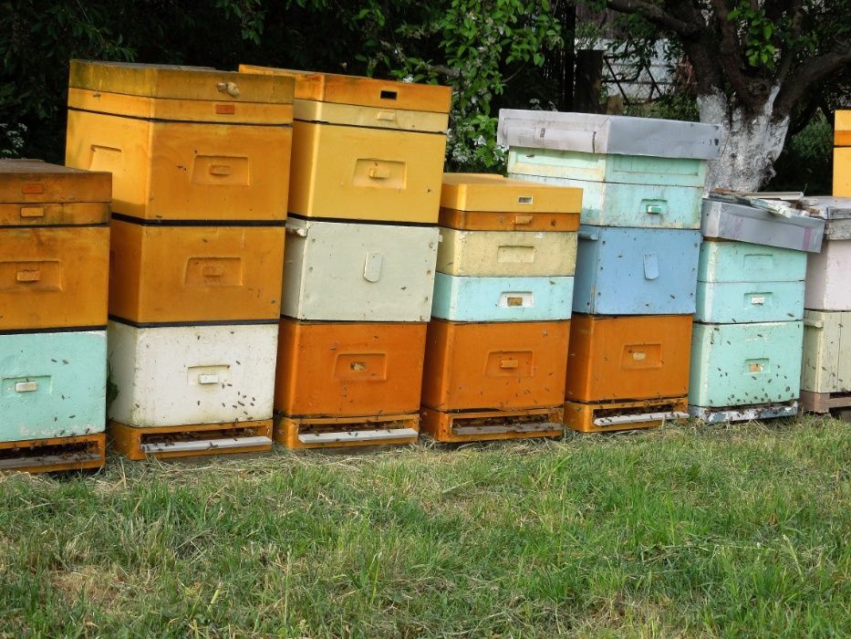 sprzedam pszczoły, rodziny pszczele, pasiekę