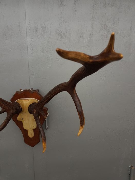 Рога роги оленя северного отличного состояния антикварные не дорого