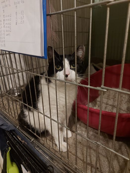 Rzutka - 10 letnia kotka porzucona przez właścicieli szuka domu!