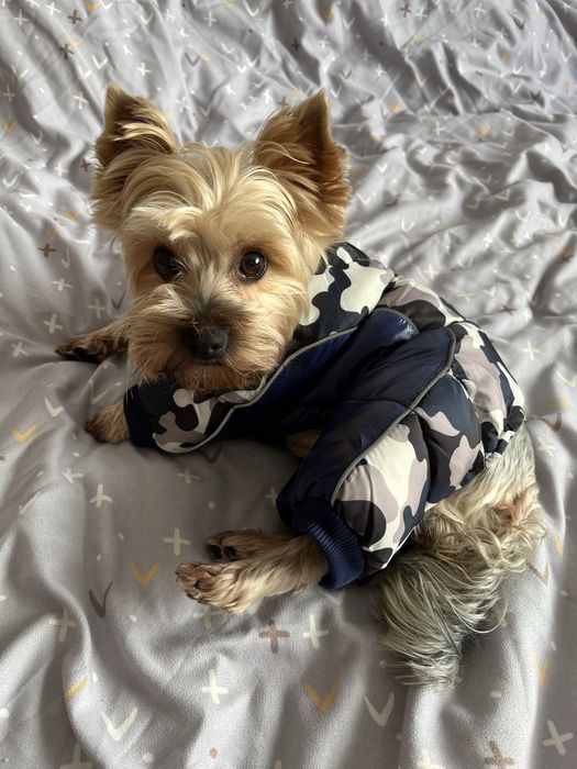 Йоркширський тер'єр вʼязка, хлопчик