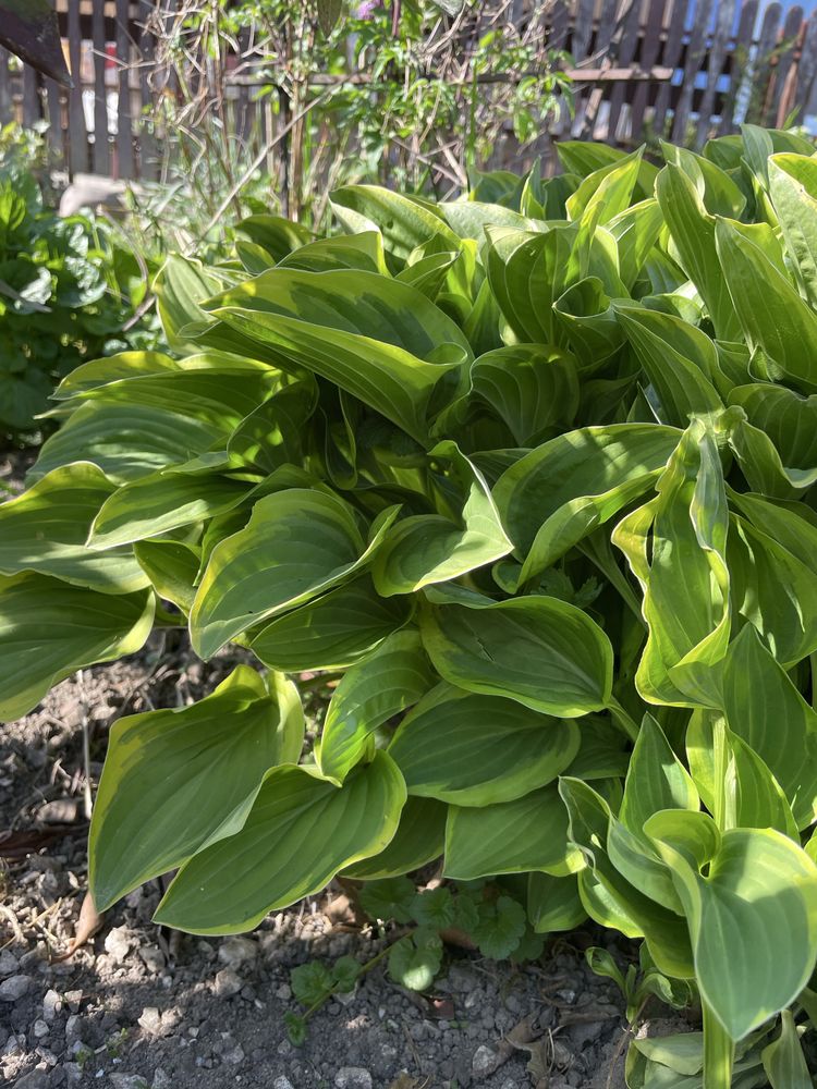 Funkia ogrodowa (hosta)