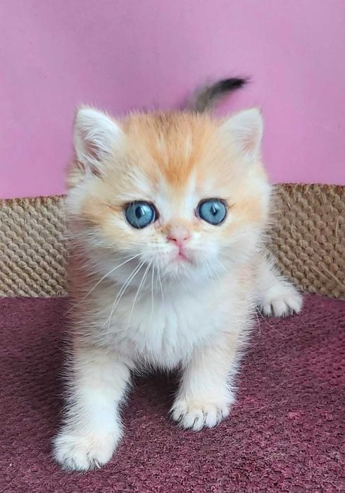 Британські Золоті шиншили дівчатка Іріс та Ізабель