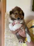 Szceniak Owczarek Szkocki Długowłosy Collie