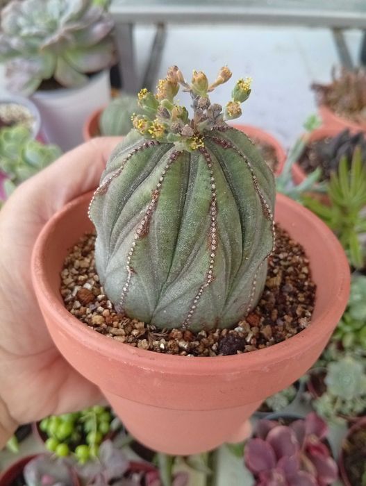 Duas Suculentas euphorbia obesa