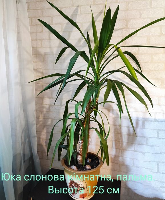 Кімнатні квіти, рослини. Комнатные цветы