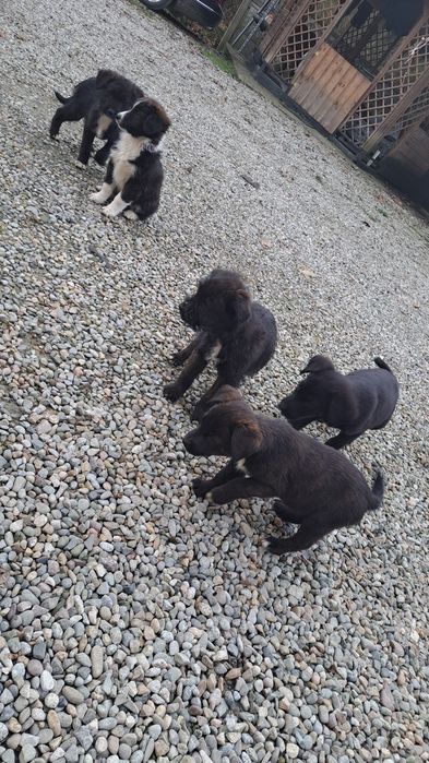 Oddam pieski w Dobre Ręce