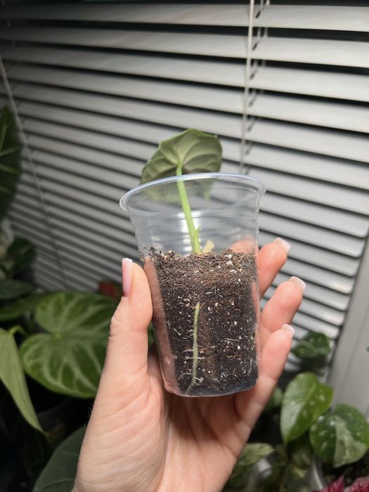 Алоказія сільвер драгон silver dragon алоказия сильвер драгон