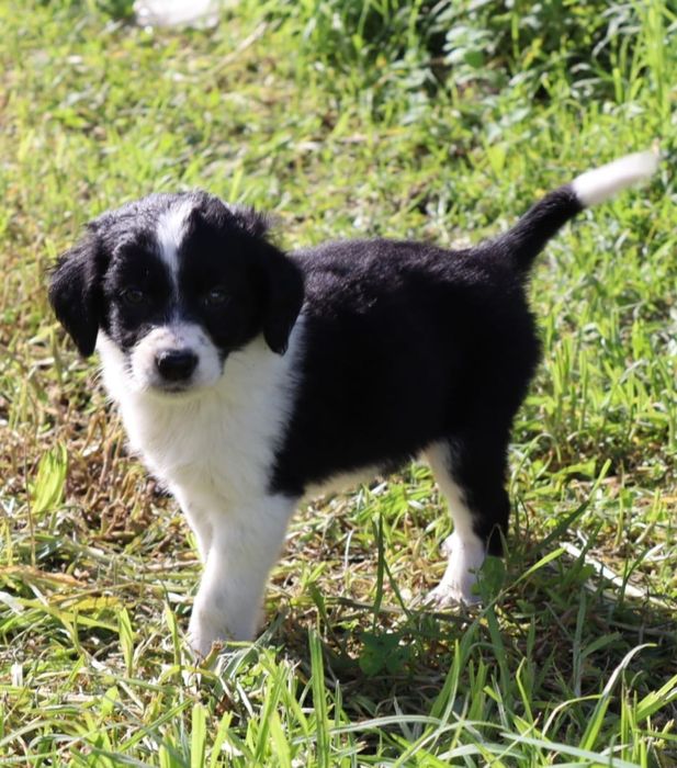 Border collie preta e branca