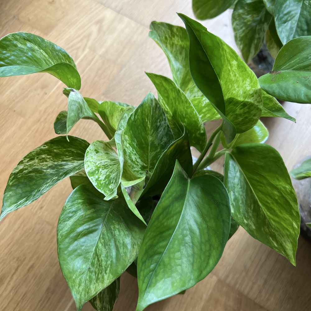 Epipremnum pinnatum MARBLE QUEEN kolekcjonerska