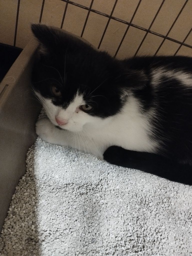Mały kotek do adopcji :)