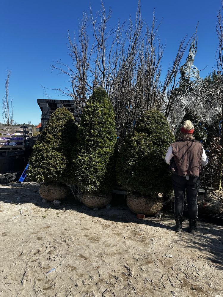Cis hiksi 170-180cm gruby! Szmaragd sosna klon bonsai Hilli David