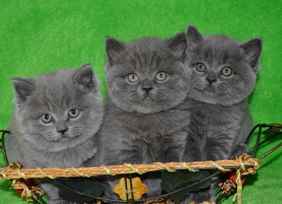 Котята британские плюшки