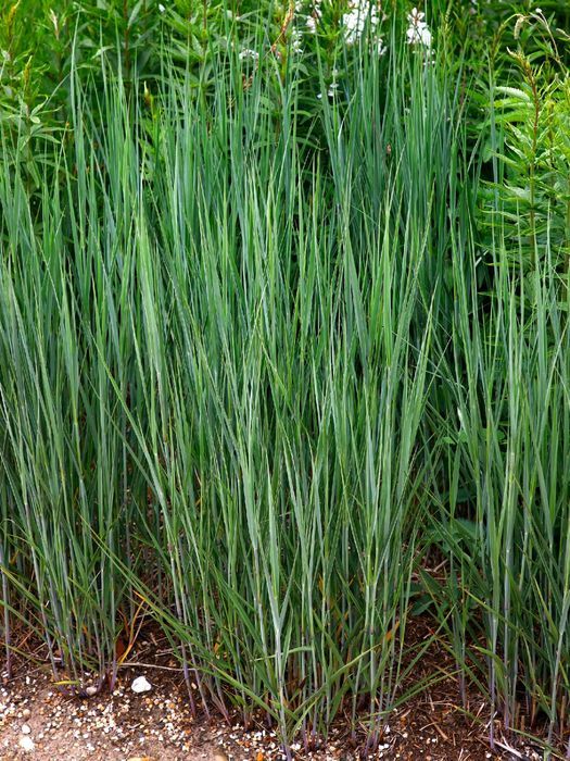 Proso rózgowate 'Waterfall' (Panicum virgatum) Doniczka 2.0L