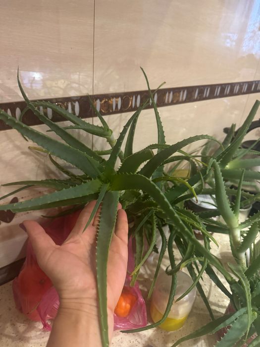 лiкувальний алое на вагу