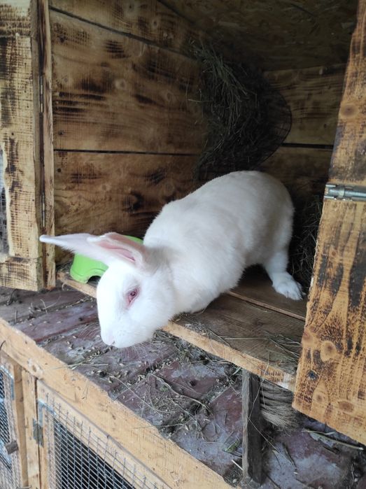 Робочий самчик породи Термонська біла