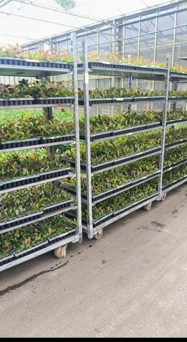 Głogownik Photinia Redrobin Multiplat 104szt