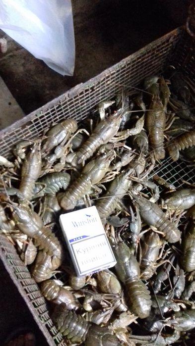 Раки свіжі живі та варені