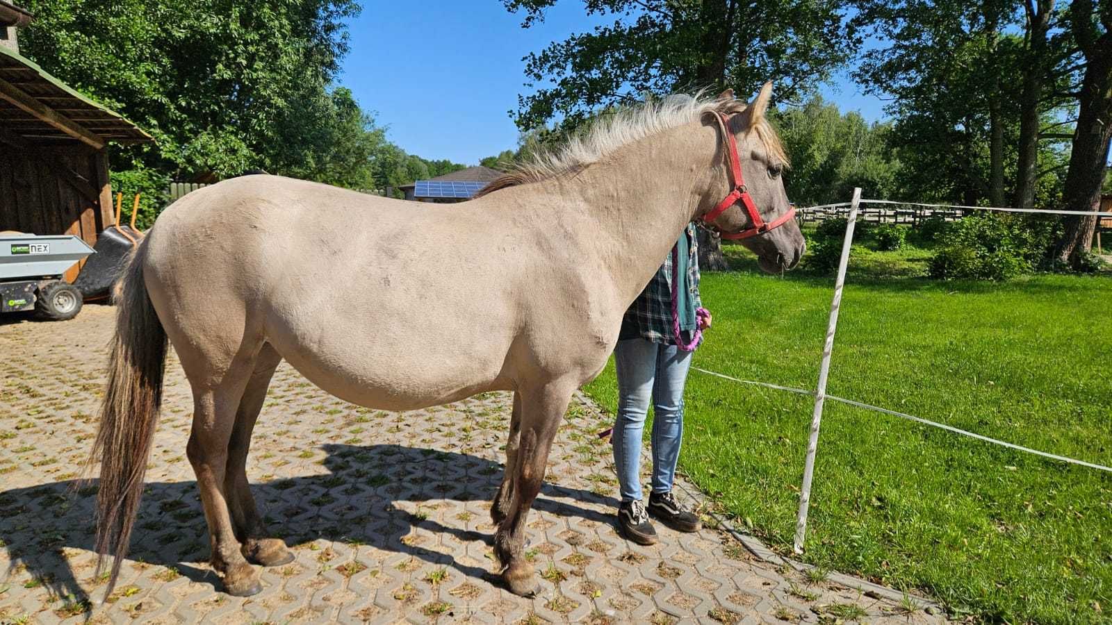 Zdrowa, 5 letnia klacz konik polski - do adopcji za darmo