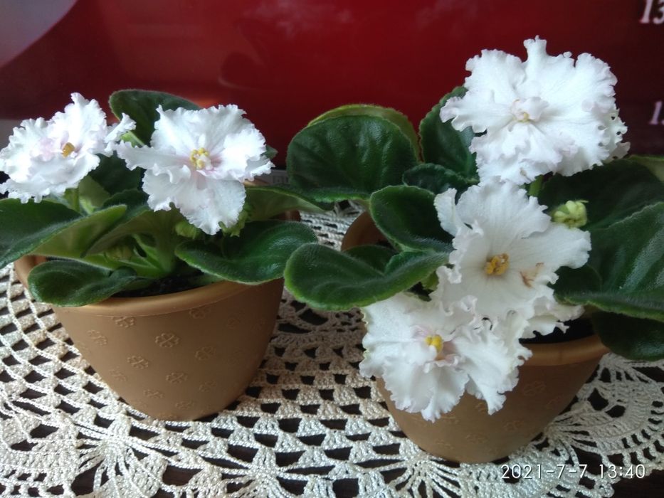 фіалки ,різні ,махрові