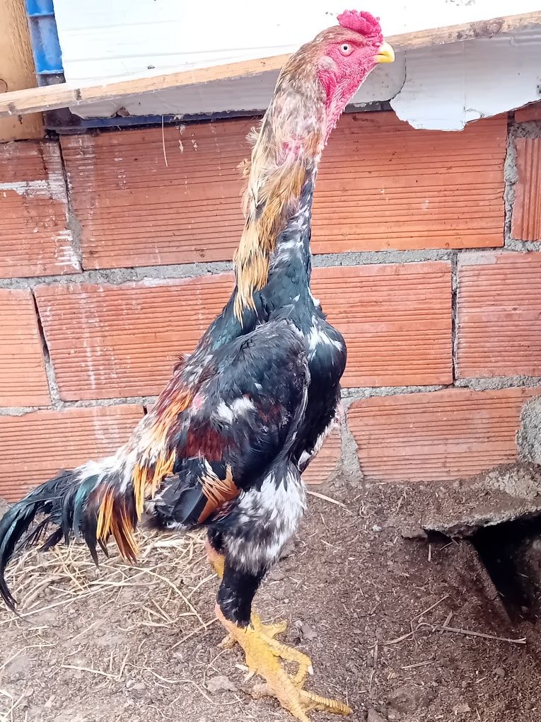 Galo shamo com boa qualidade