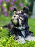 Piekne szczenie Lhasa Apso ZKwP/FCI