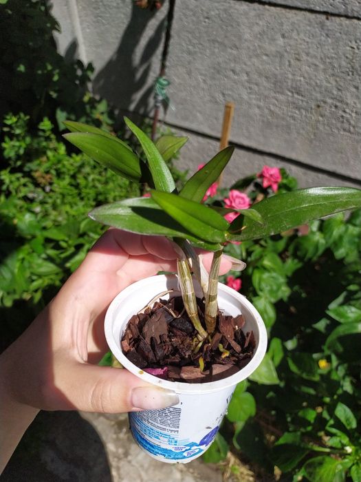 Дендробіум Ода Бері дітки