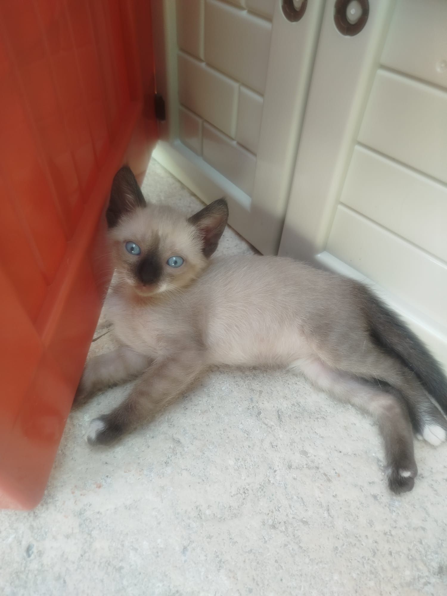 Gatinhos para adoção