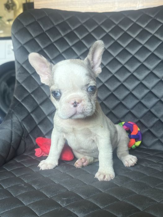 Міні бульдожки в люблячі родини