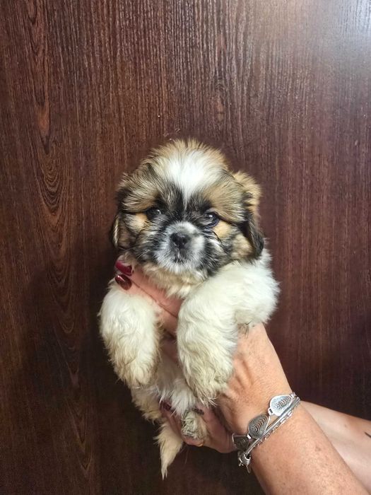 suczka shih tzu czeka na ciebie